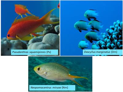 Effects of flow speed and prey density on the rate and efficiency of prey capture in zooplanktivorous coral-reef fishes